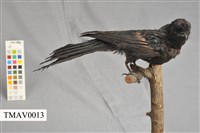 Bronzed Drongo Collection Image, Figure 1, Total 13 Figures